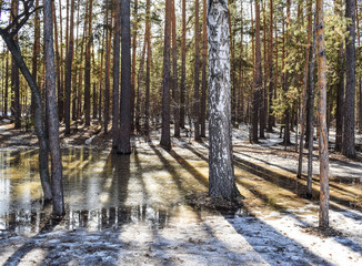 Large puddles in a pine forest. Spring came. Melting snow in the forest. Beautiful spring landscape.