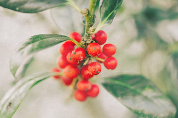 Soft red holly berries growing on a landscaped bush in the yard of a house
