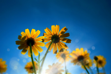 low angle close up view of yellow daisy flowers over sunny blue sky