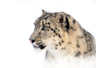 Snow leopard (Panthera uncia) isolated on white background portrait in winter 