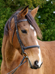 Older Horse Headshot