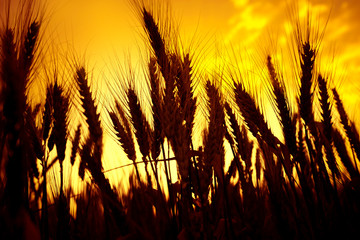 agricultural image of shiny wheat field over sunny sky