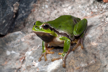 European tree frog / Europäischer Laubfrosch (Hyla arborea) - Greece / Griechenland