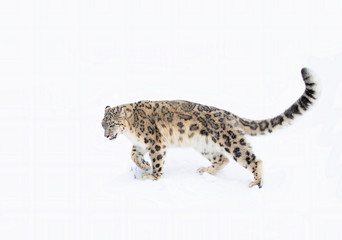 Snow leopard (Panthera uncia) walking through the snow in winter 