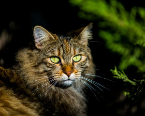 Fototapeta premium kot, zwierzę, zwierzę domowe, kotek, uroczy, koci, krajowy, futro, oczy, portret, kotek, ssak, Zielony, Natura, twarz, młody, trawa, mora, zwierzaki, oko, szary, wąsy, głowa, piękny, dziki