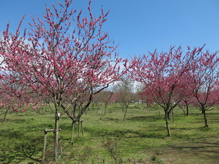 花桃が咲く春の古河公方公園（古河桃まつり開催期間）