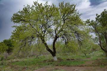 Beautiful spring garden with trees. Lonely tree. Blossoming trees. Spring garden. White flowers on...