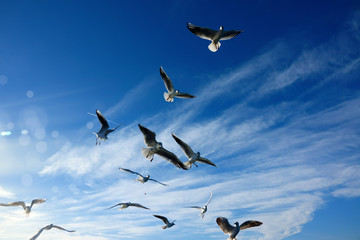 Close up flock of seagulls flying over blue sunny sky