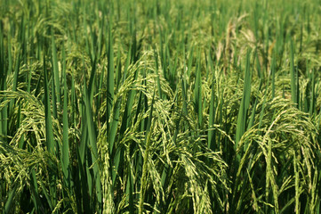 Close up of yellow green ricepaddies with selective focus.     