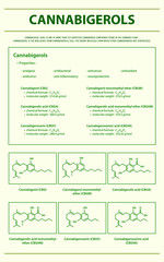 Cannabigerol CBG with Structural Formulas vertical infographic illustration about cannabis as herbal alternative medicine and chemical therapy, healthcare and medical science vector.