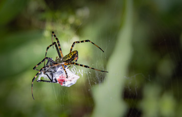 A black and yellow garden spider rolling up a spotted lanternfly