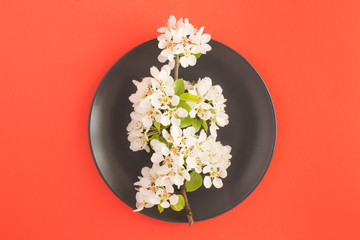 White flowering tree branch on the black plate in the center of the red background. Top view. Spring  flowers concept. Closeup.