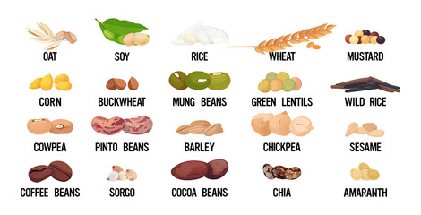 set seeds beans and grains organic healthy vegetarian food collection on white background horizontal vector illustration