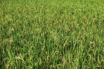 Close up of yellow green rice field with selective focus.     