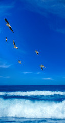 flock of seagulls flying over seascape with sunny blue sky  