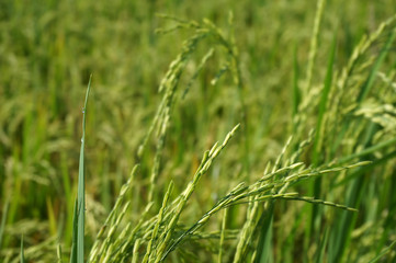 Close up of yellow green rice/paddy field with selective focus.     