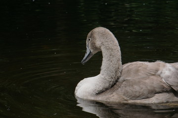 Swan duckling