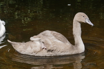 Swan duckling