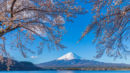 日本の春　富士山と桜