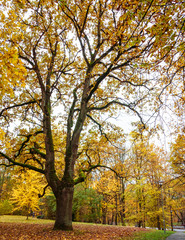 Fototapeta na wymiar a large tree in the park with thick branches and yellow leaves, many leaves in the lawn below it; autumn landscape in the park with trees