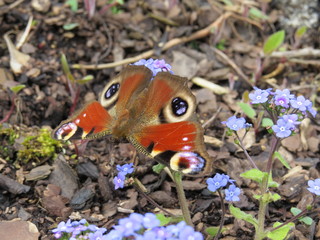 Peacock Butterfly
