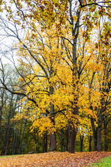 Fototapeta premium many large trees with yellow leaves in autumn, lawn at the bottom full of leaves, afternoon in the park; vintage effect