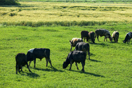 Cow herd eating grass on countryside landscape in sunny day