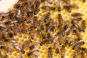 Honigbienen auf Honigwabe