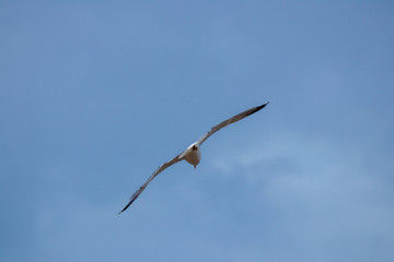 Fototapeta na wymiar seagull near the sea in spain