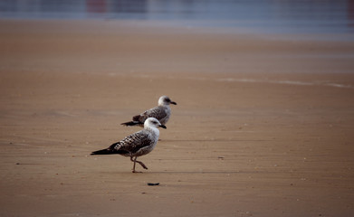 seagull near the sea in spain