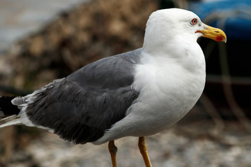 seagull near the sea in spain
