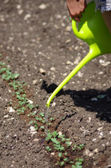 entretien du potager - arrosage