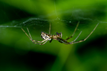 A spider eating a fly on a web in the forest with green background