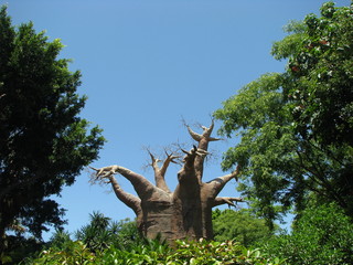 baobab in the park