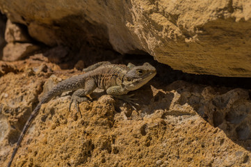 Lizard  Agama stelio cypriaca