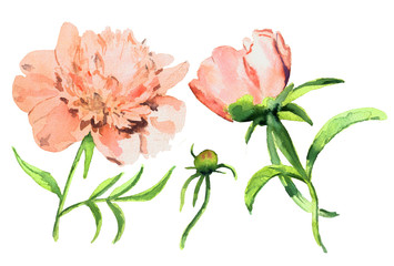 Hand drawn watercolor floral illustration - Delicate pink peonies isolated on white background. A set for design and decoration