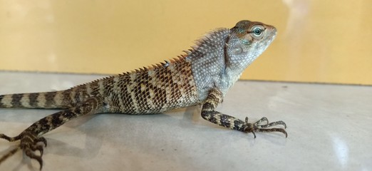 Juvenile garden lizard(Calotes versicolor), Inida , Kerala 