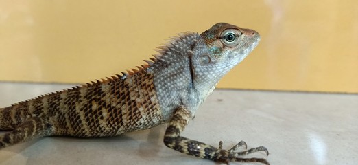Juvenile garden lizard(Calotes versicolor), Inida , Kerala 