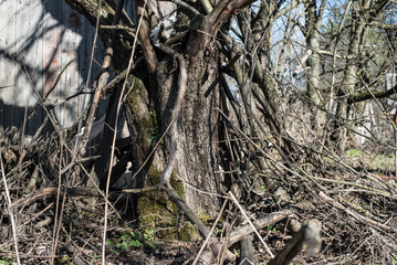 
A large tree with roots and long branches. A park. Nature. Long roots. A lot of branches.