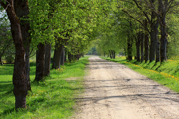 Dandelion flowers at the roadside of alley.