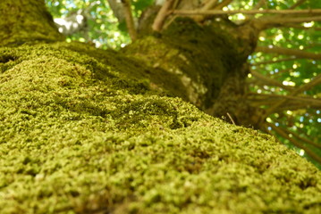 mousse sur le tronc d'un arbre