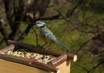 Blue Tit in a feeder in early spring.