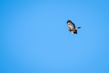 german eagle in flight against deep blue sky