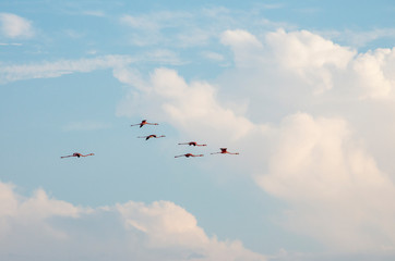 A group of  flying flamingos, beautiful sky