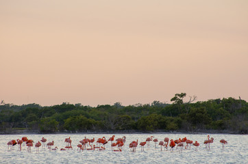 A group of flamingos standing in the lake in Rio Lagartos, Mexico. Golden sunset.