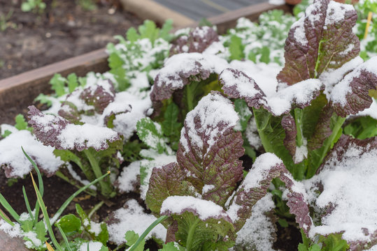 Garden raised bed in winter day with mixed of red and green mustard snow covered in Dallas, Texas