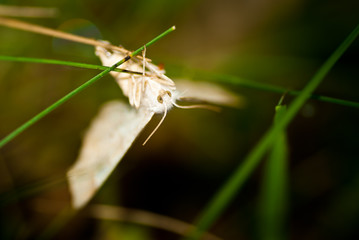 White moth on green grass with green background