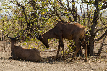 Damalisque, Topi, Sassabi, Damaliscus korrigum, Afrique du Sud