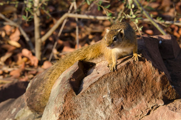 Ecureuil de Smith, Paraxerus cepapi, Afrique du Sud