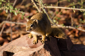 Ecureuil de Smith, Paraxerus cepapi, Afrique du Sud